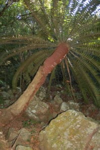 Cycad Protection