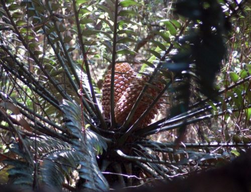 Cycad Protection