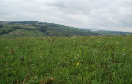 Grasslands