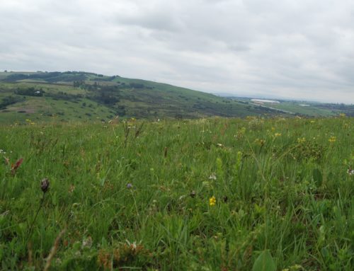 Grassland