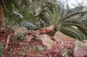 Cycad protection