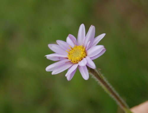 Monteseel Beginnings